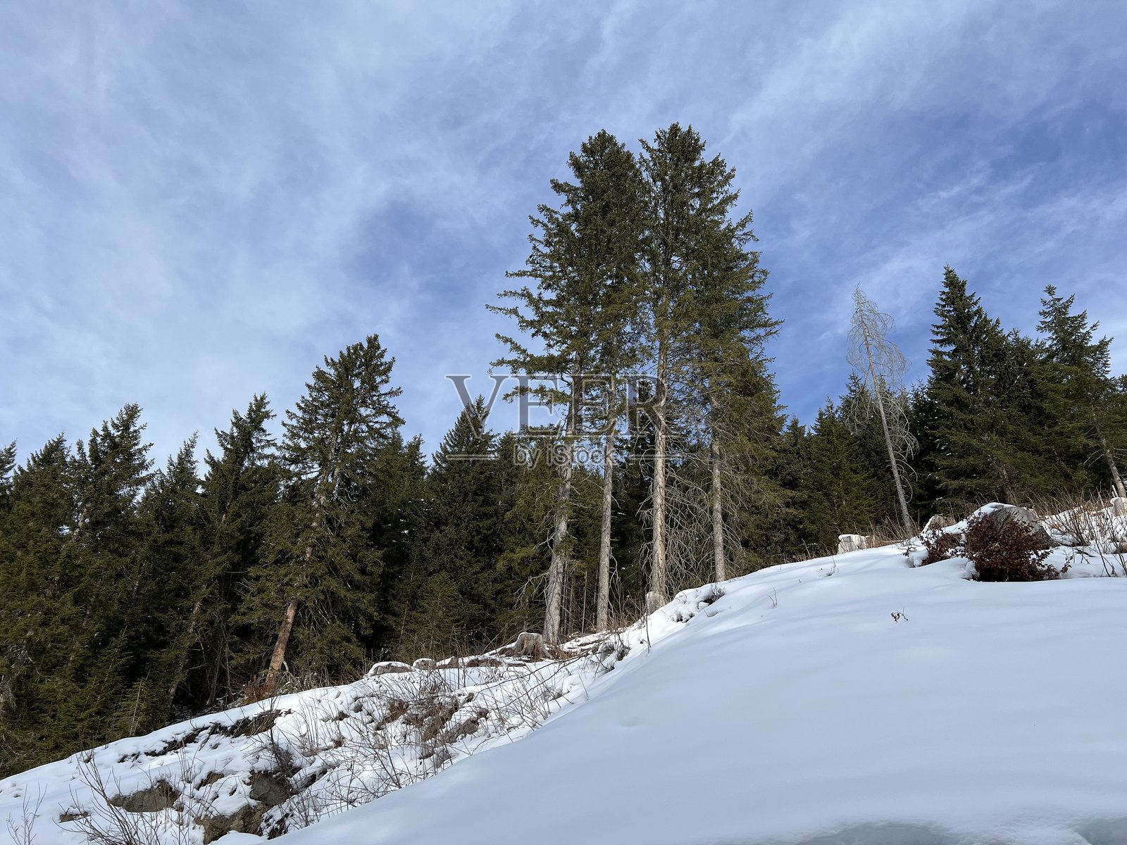 瑞士阿尔卑斯山典型的冬季氛围中，在克洛斯特斯（瑞士格劳宾登州）旅游胜地的上方，是风景如画的阿尔卑斯树冠。照片摄影图片