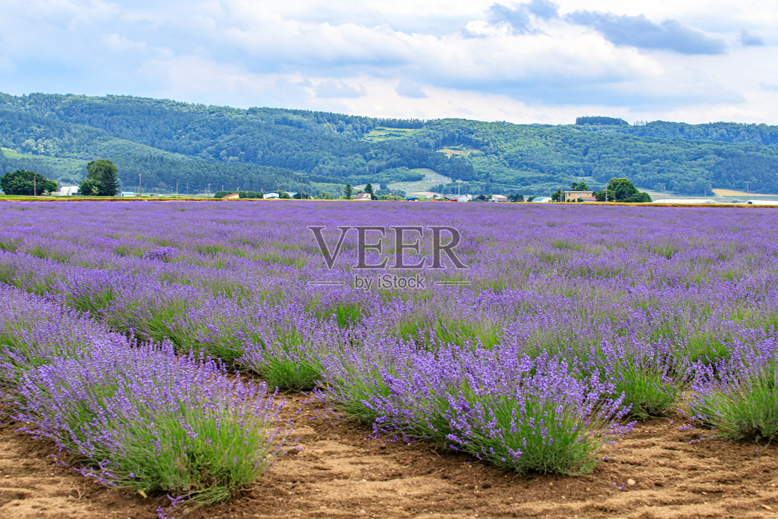 日本北海道富良野盛开的薰衣草田照片摄影图片