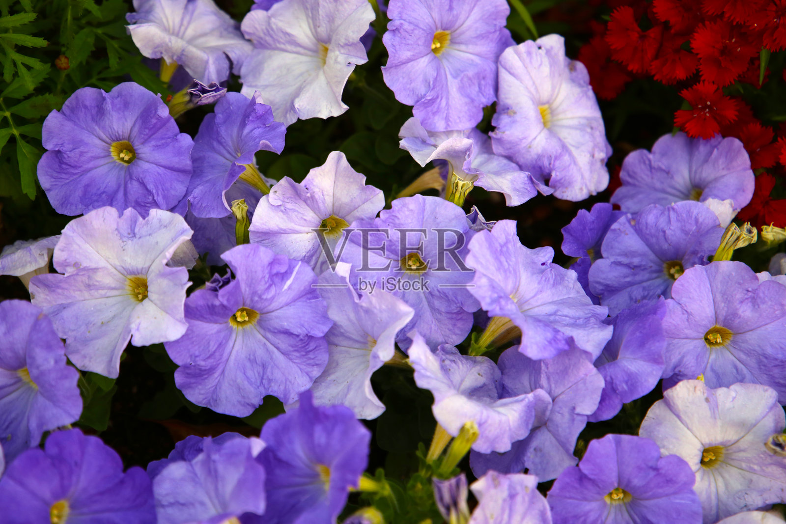 花园里盛开的美丽矮牵牛花。照片摄影图片