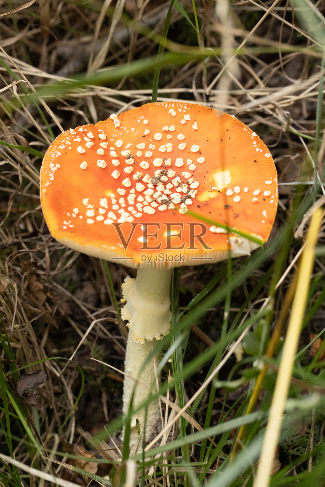 林地蘑菇照片摄影图片