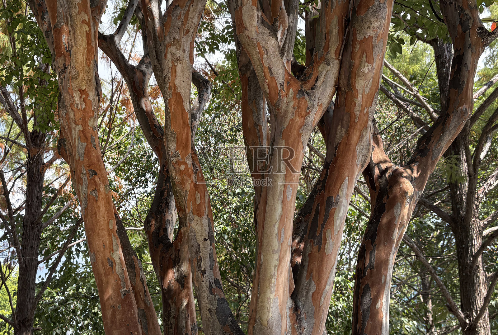 阴凉花园里的紫薇花枝照片摄影图片