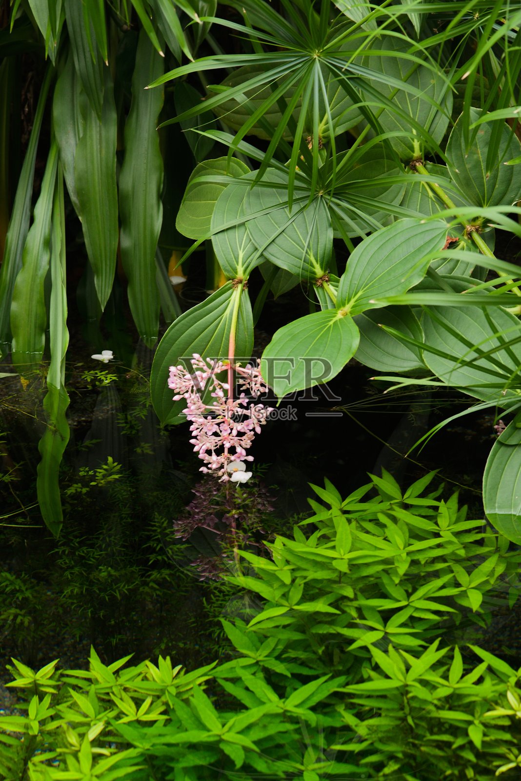 2025年植物名录 - 热带池塘上方的宫粉木兰照片摄影图片
