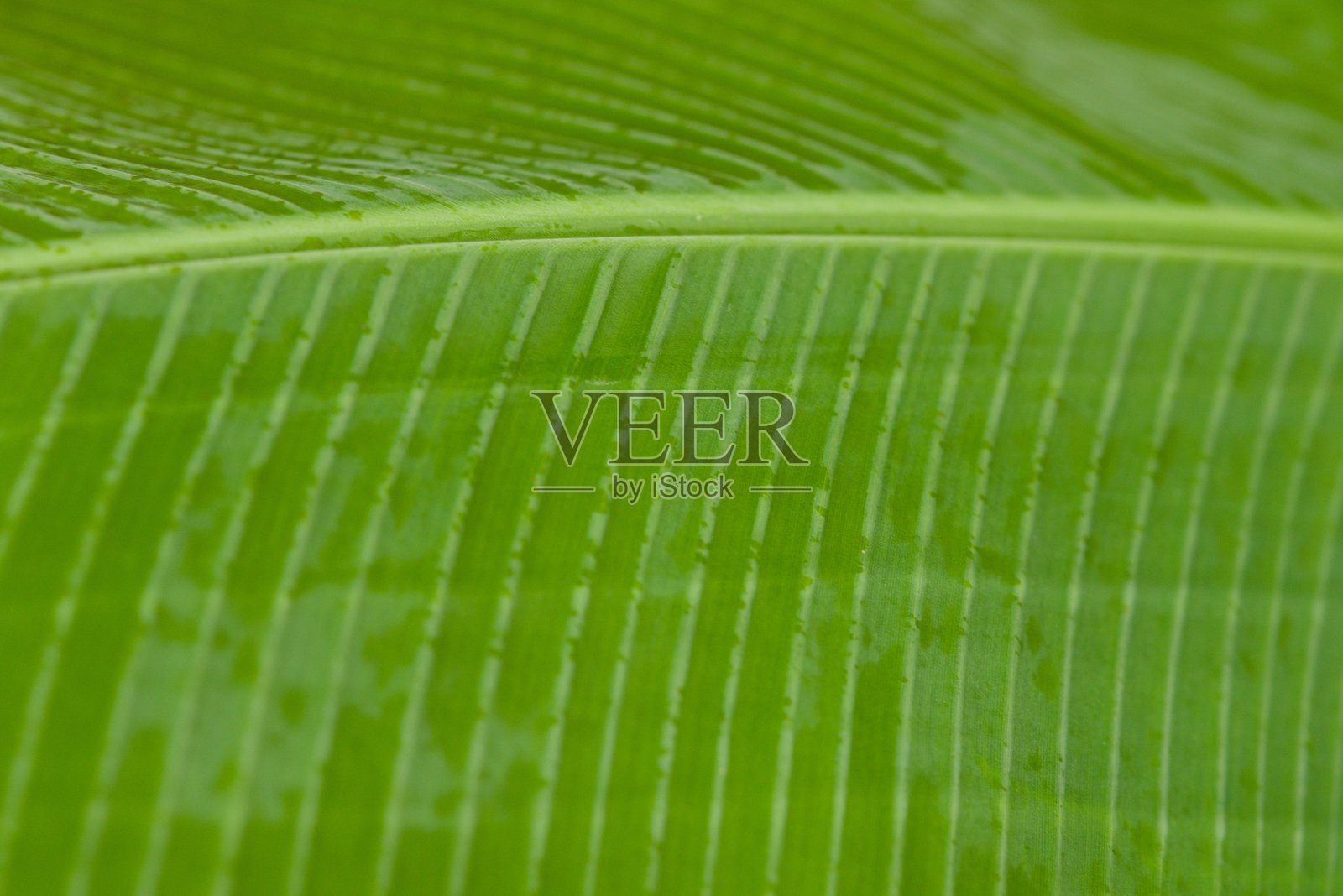 植物列表 2025 - 马萨·哈克基尼香蕉叶 (Haekkinens Banana Leaf)照片摄影图片