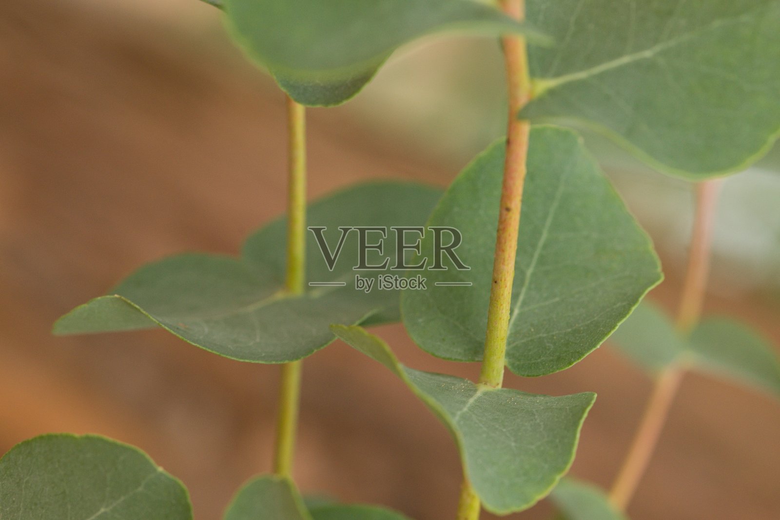 植物名录 2025 - 尤加利树 (幼叶)照片摄影图片