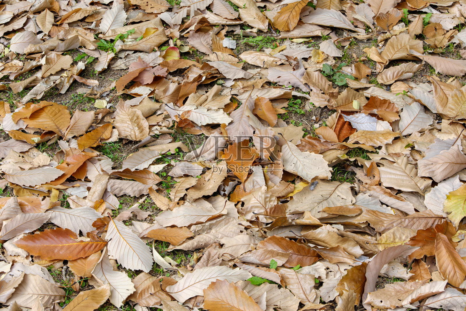 秋天落叶覆盖地面照片摄影图片