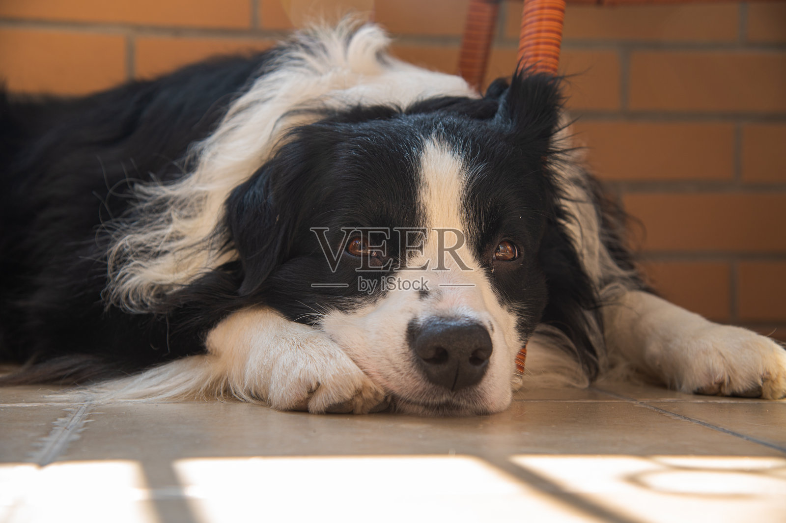 边境牧羊犬趴在地板上休息，看向镜头照片摄影图片