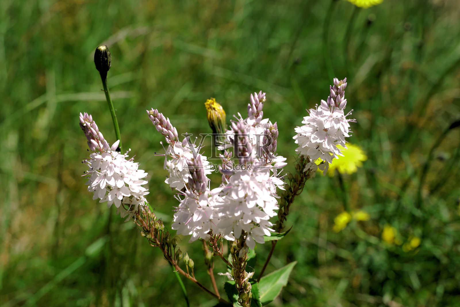 莫里吉格，高地，维多利亚州，澳大利亚照片摄影图片