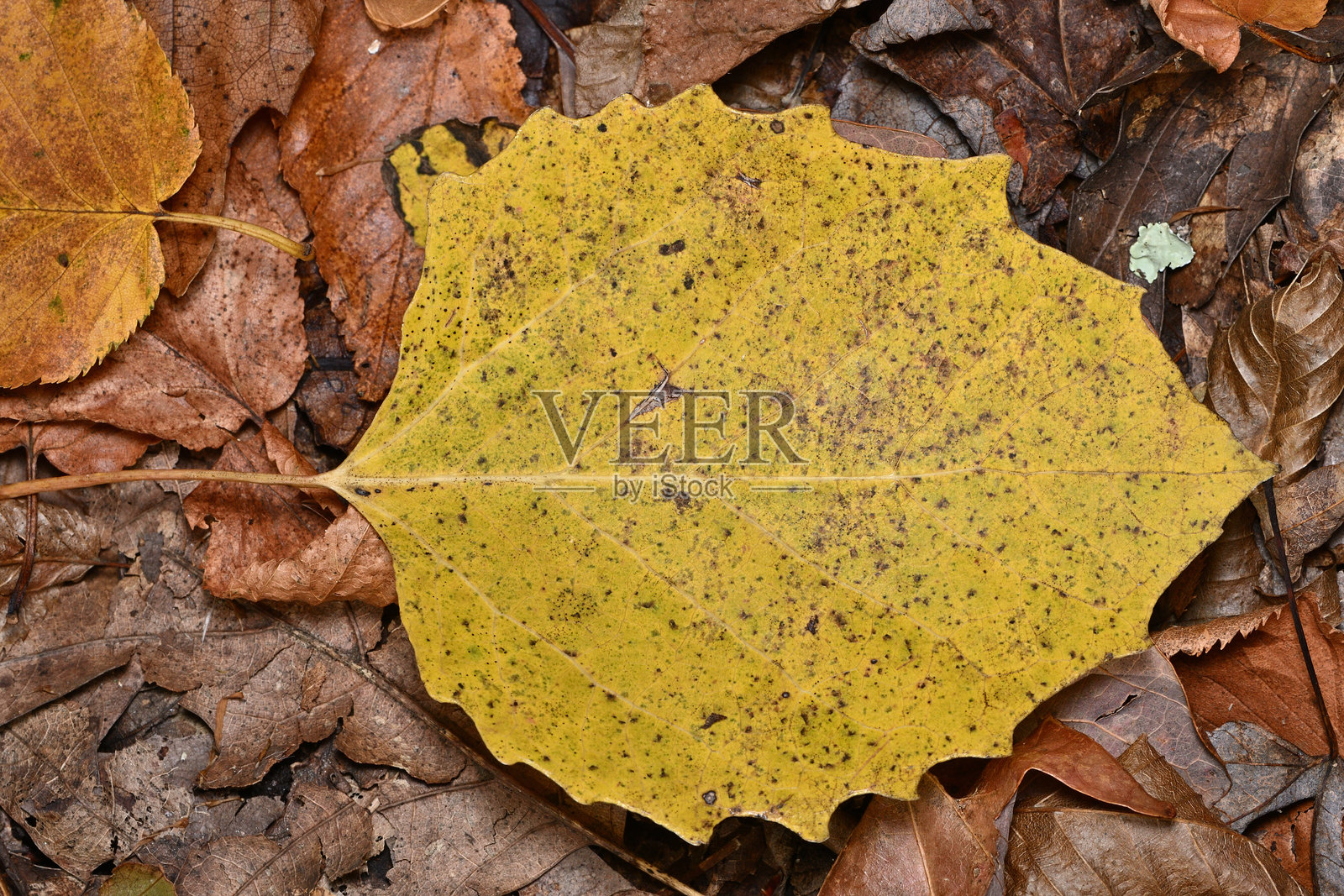 大齿白杨叶子铺在林地上照片摄影图片
