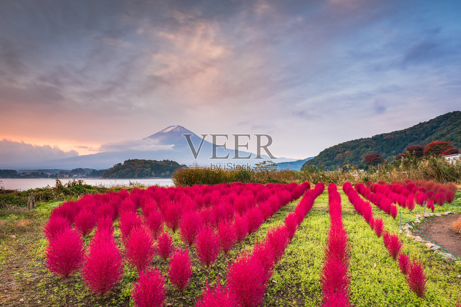 日本富士山，大石公园的科基亚灌木照片摄影图片