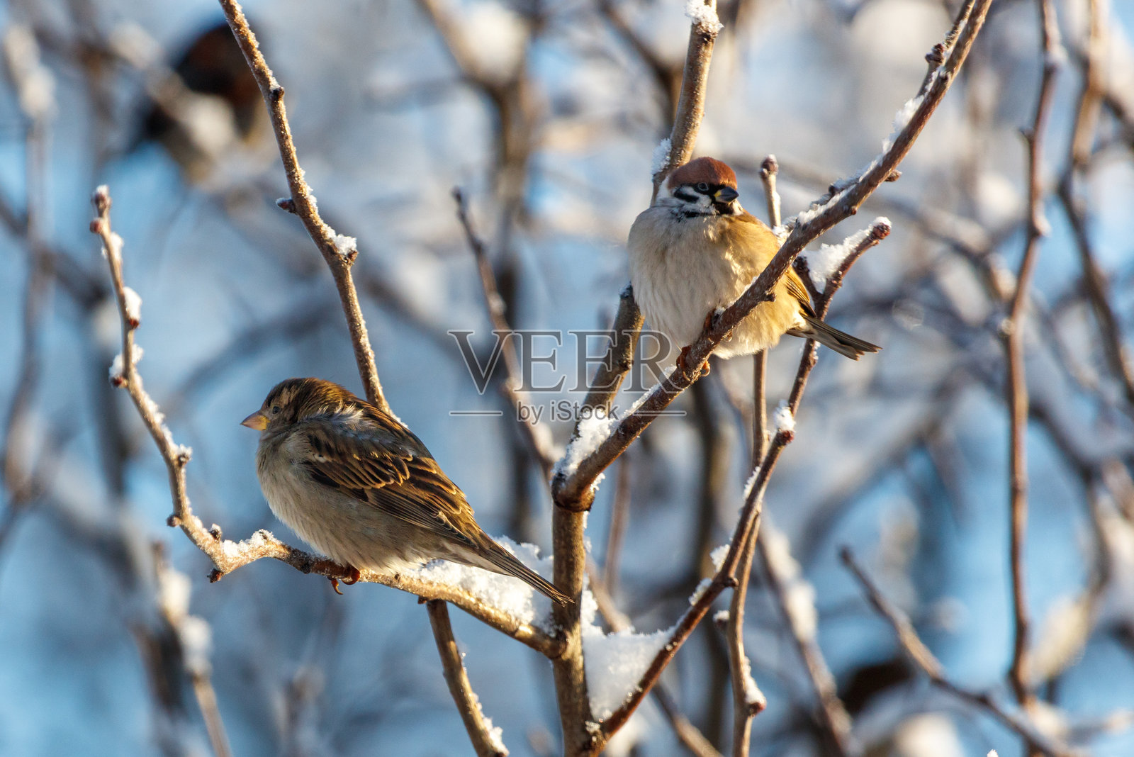 两只鸟栖息在覆盖着雪的树枝上照片摄影图片