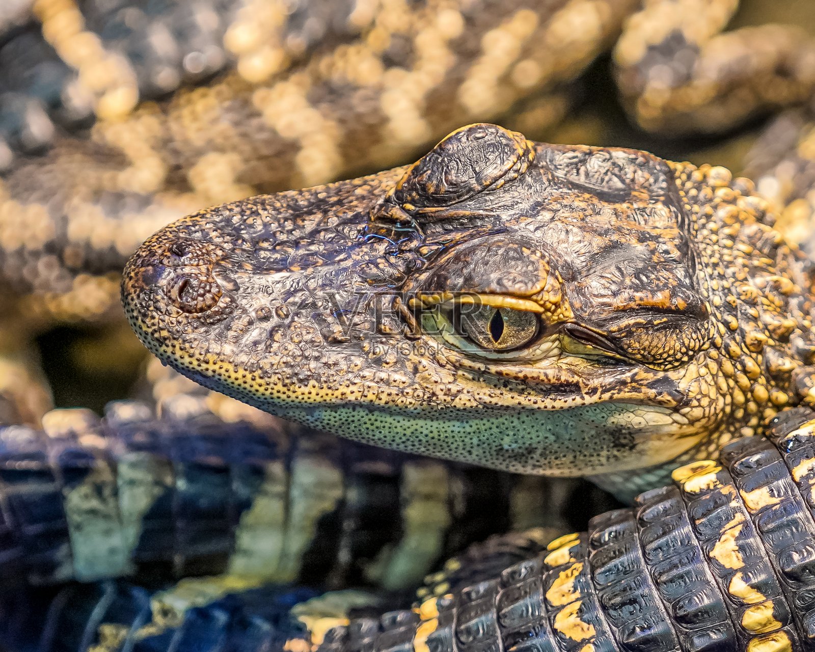 佛罗里达州幼年短吻鳄特写照片摄影图片