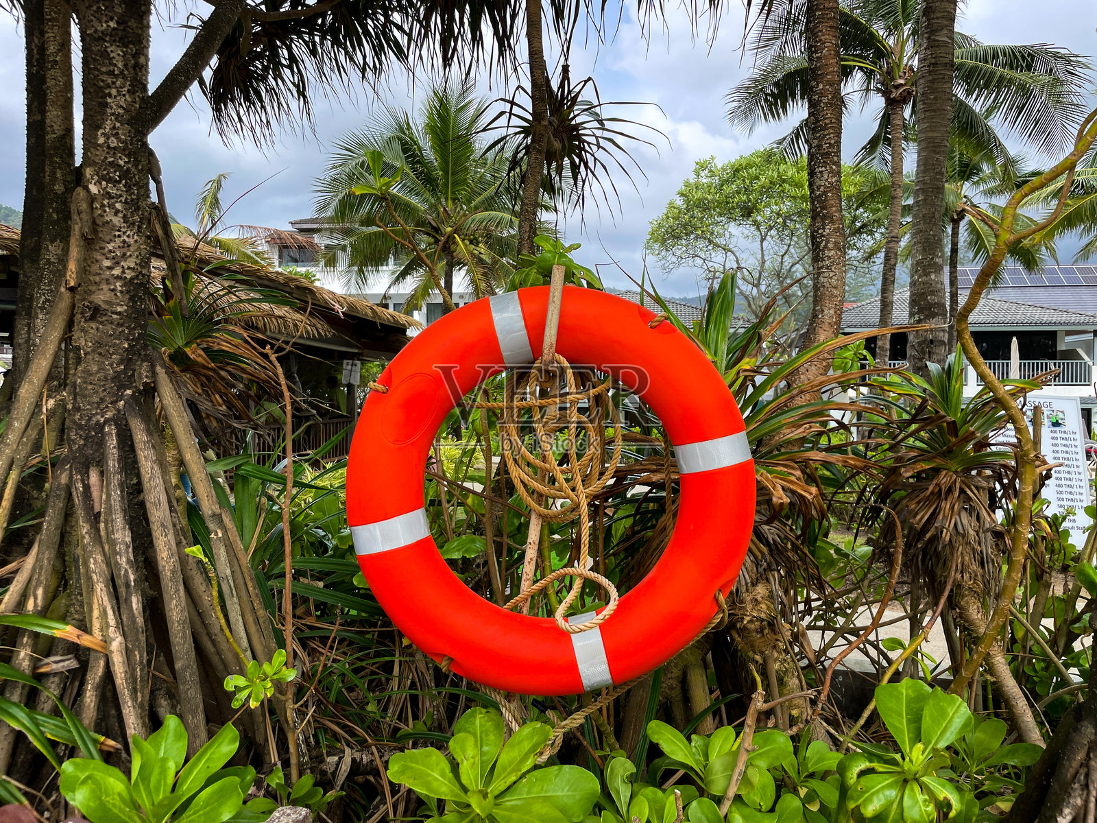 救生圈与热带绿植的对比照片摄影图片