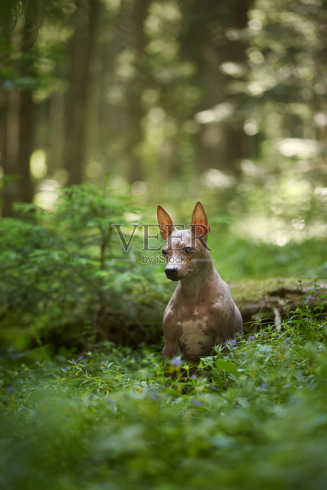 无毛梗犬在林荫的森林里休息照片摄影图片
