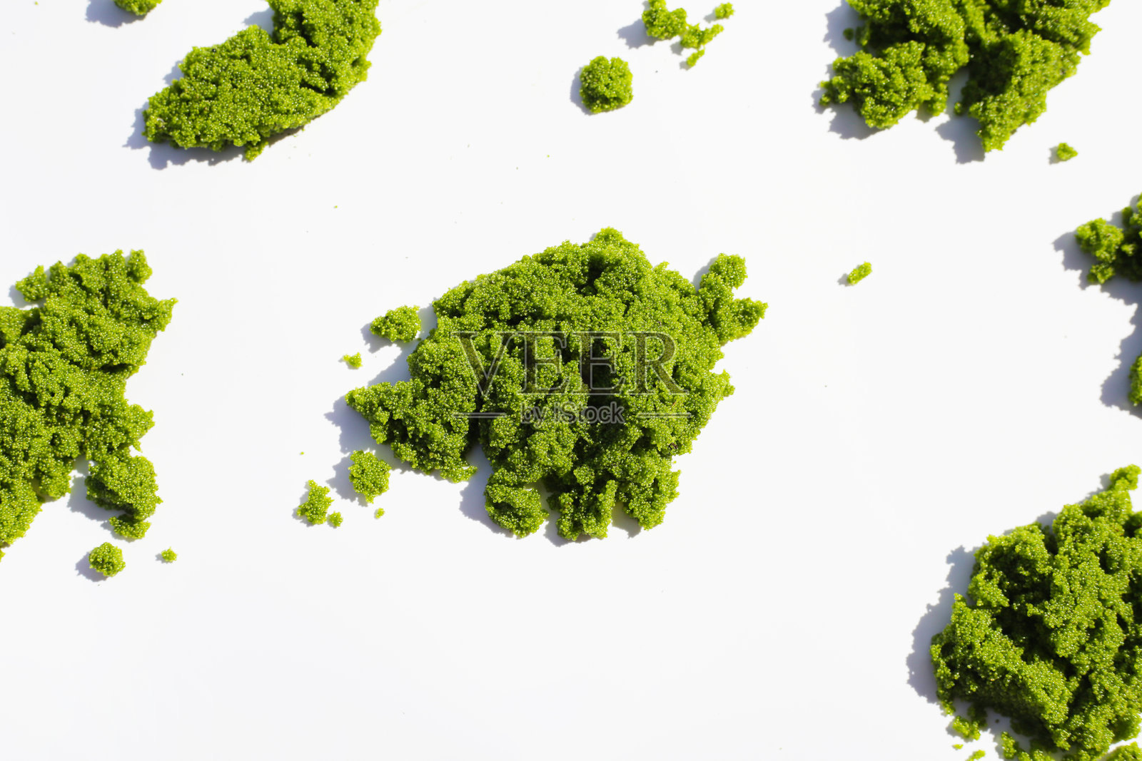 新鲜淡水藻，水餐或沼泽藻照片摄影图片