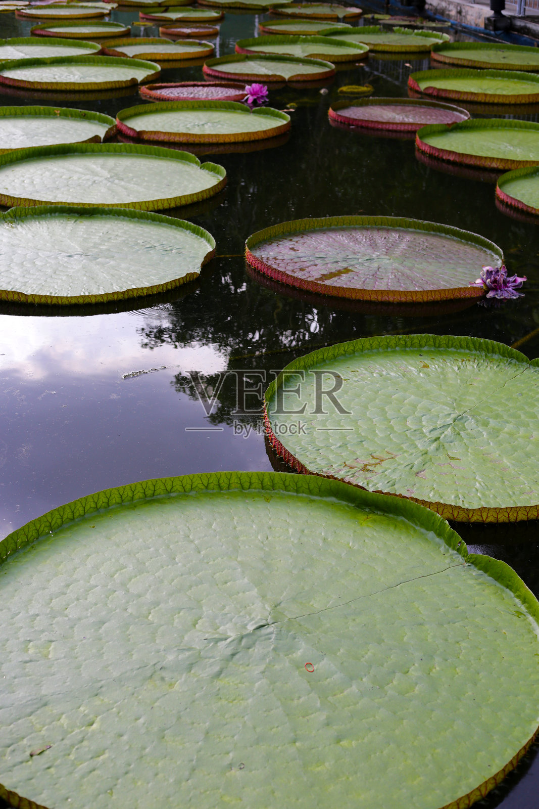 维多利亚莲，又称巨型睡莲，是睡莲科的一个属。照片摄影图片