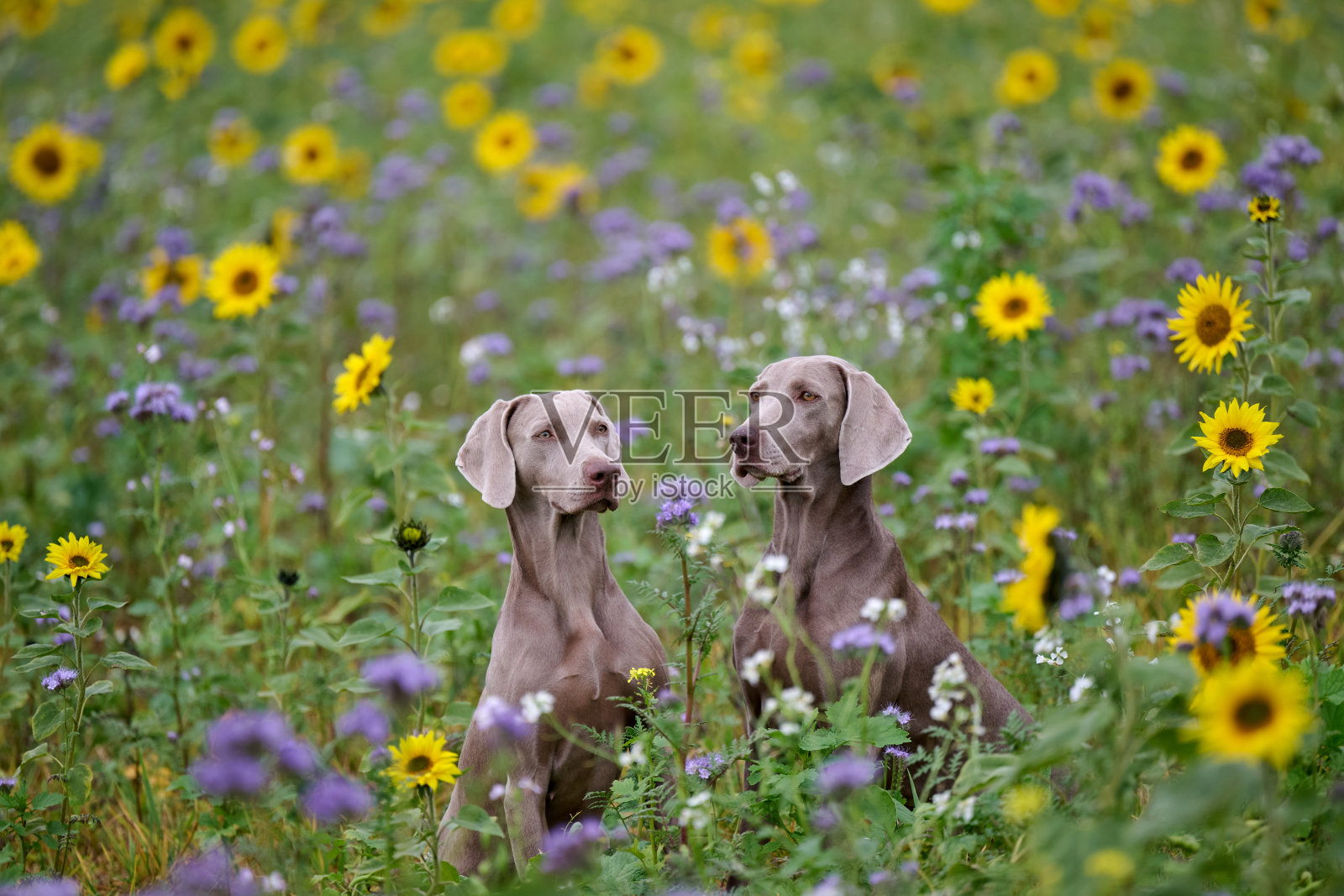 魏玛犬在向日葵田中照片摄影图片