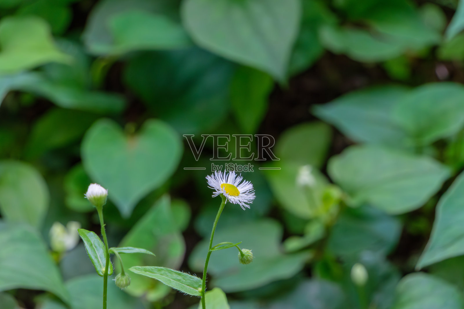 带绿叶的单朵小白花照片摄影图片