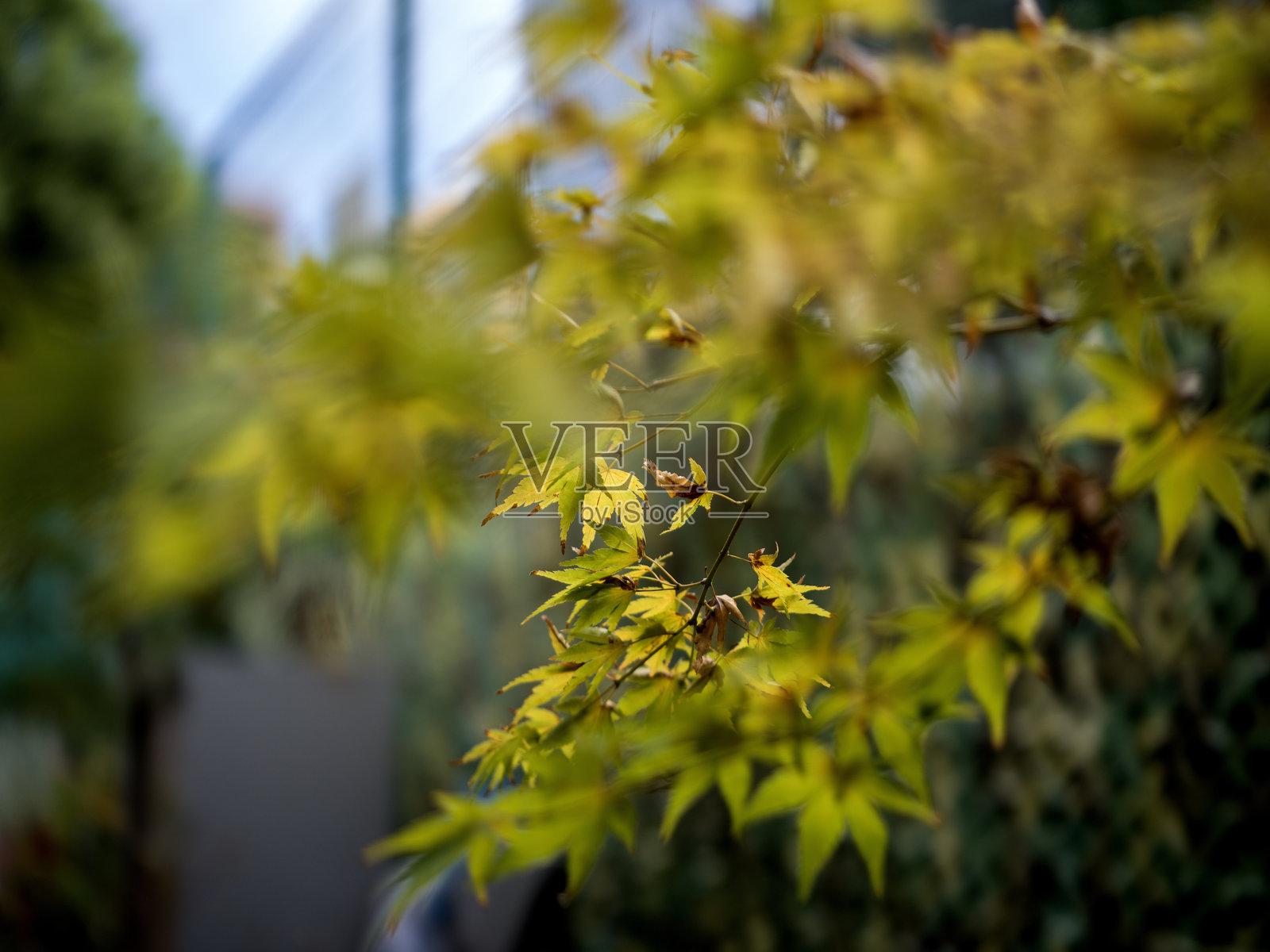 初秋时节，枫叶渐变金黄照片摄影图片