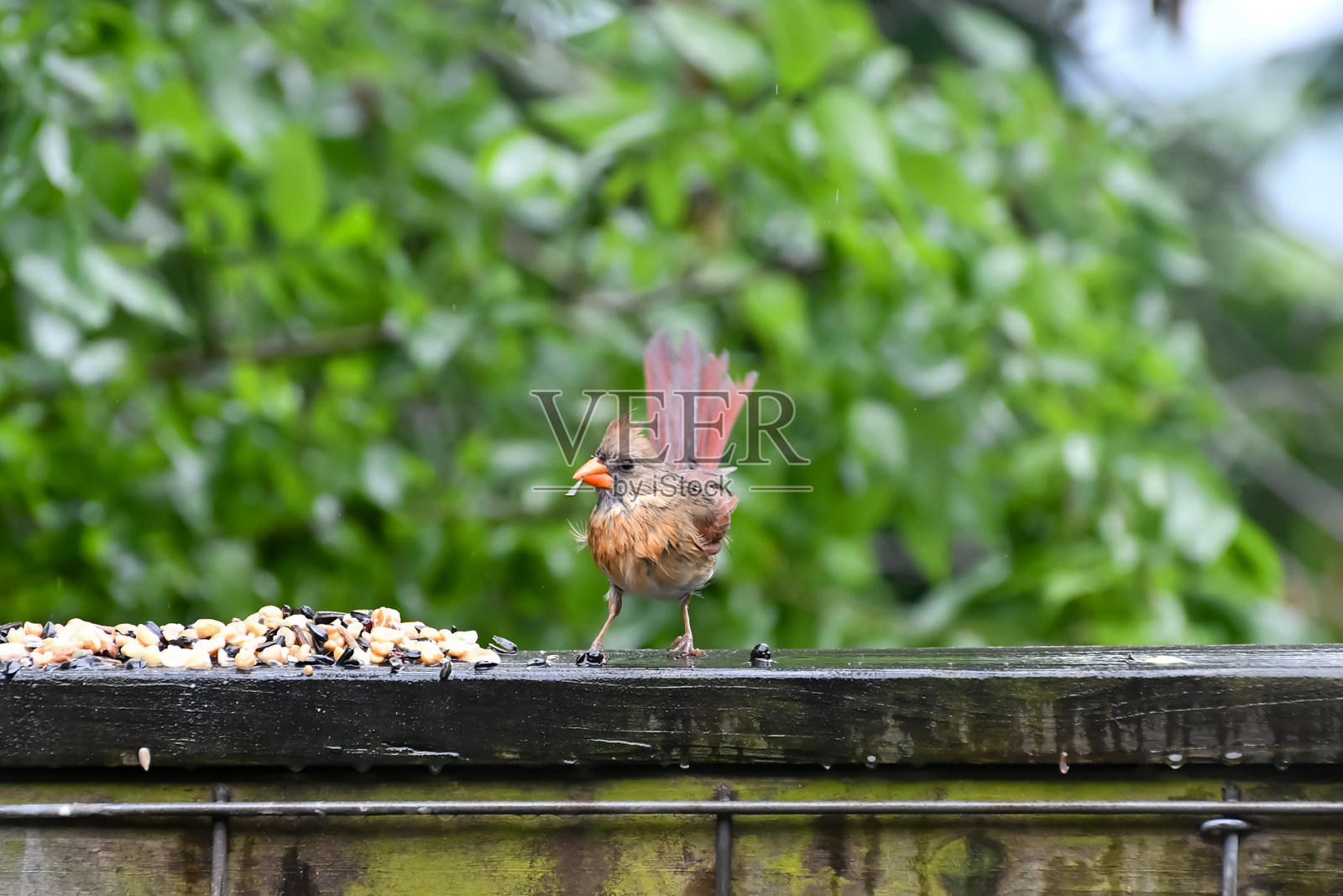 伯明翰（阿拉巴马州）的鸟类——红雀照片摄影图片