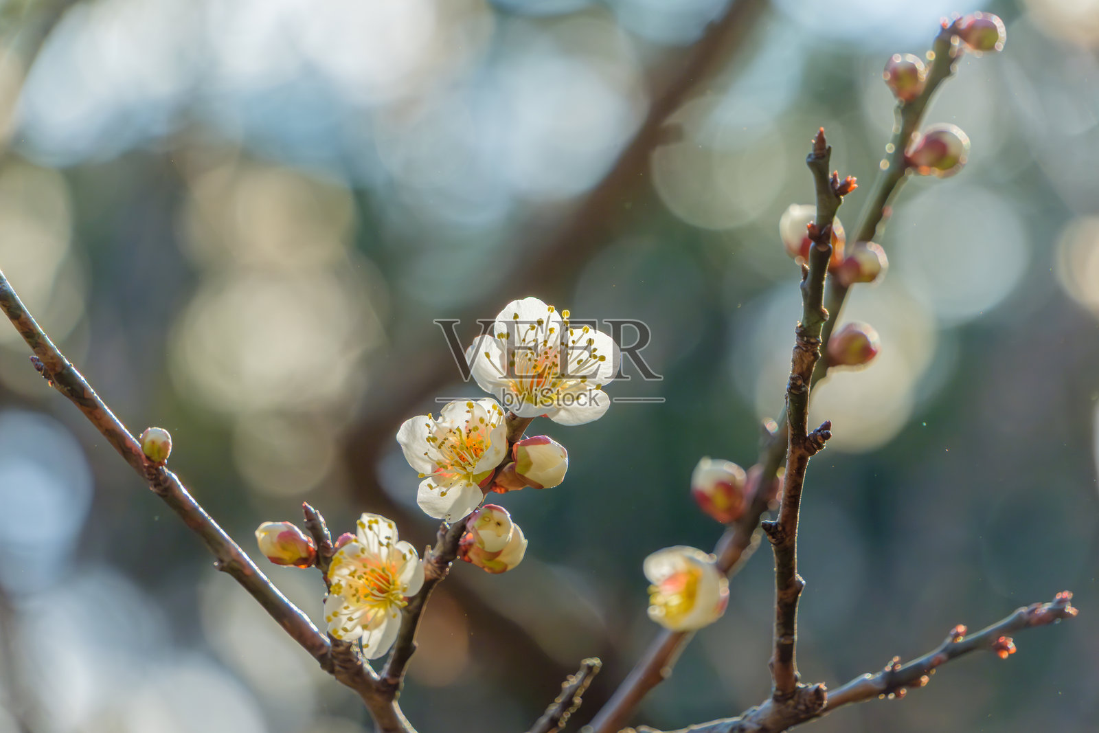 阳光下早开的梅花照片摄影图片