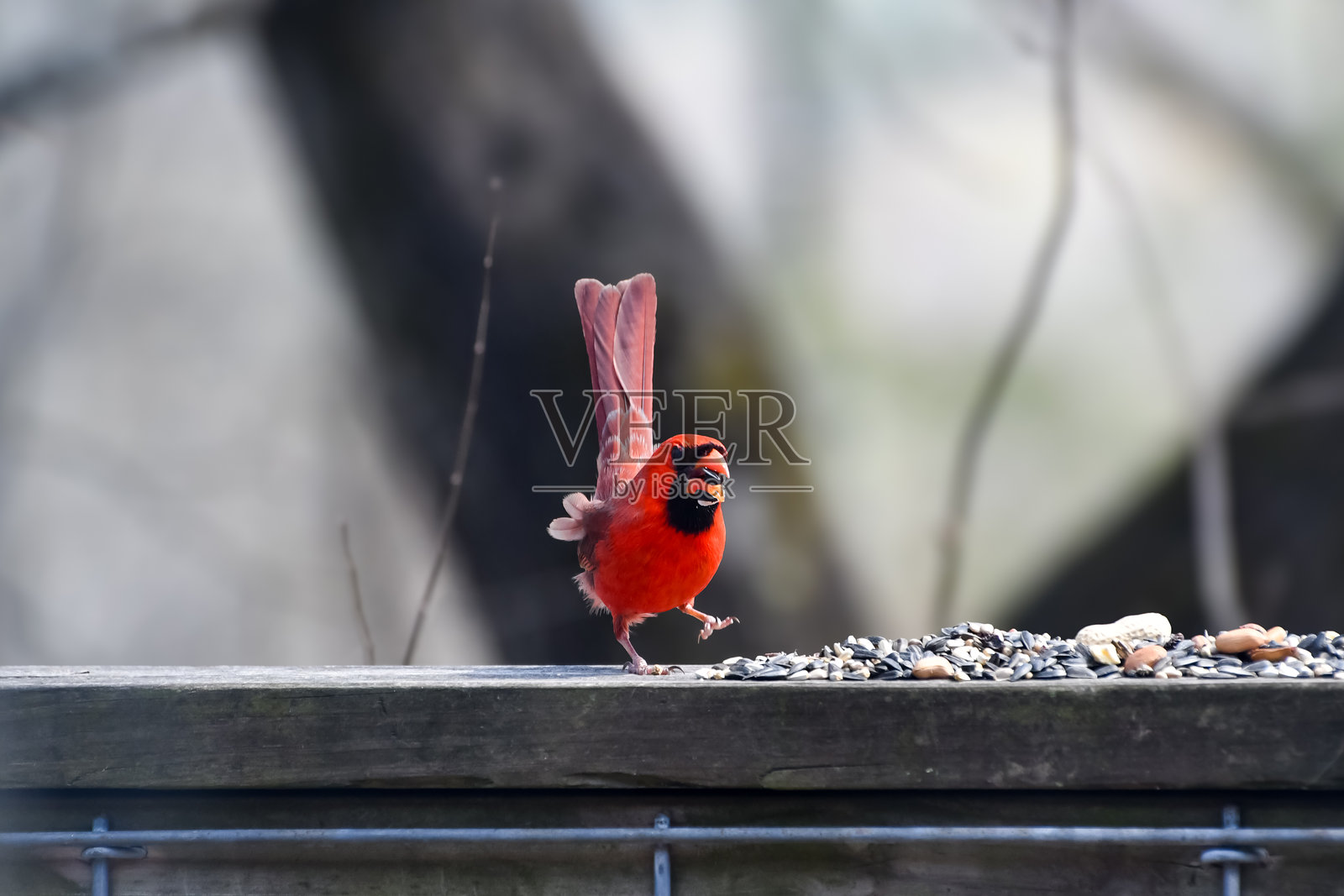 伯明翰，阿拉巴马州的鸟类 - 红雀照片摄影图片