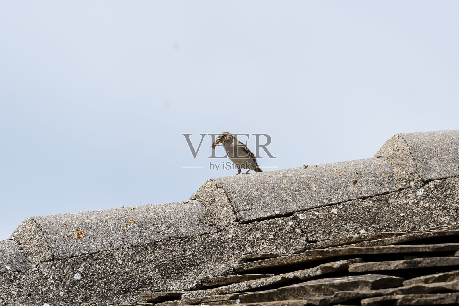 一只鸟在宁静地点附近的石质屋顶上衔着食物，天空湛蓝清澈。照片摄影图片