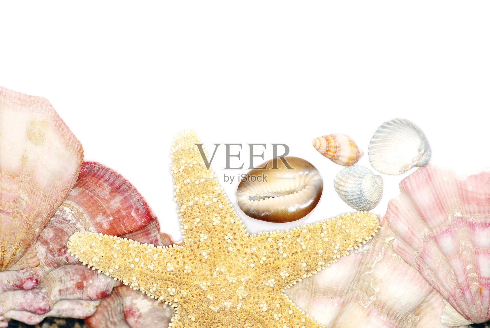 贝壳照片摄影图片