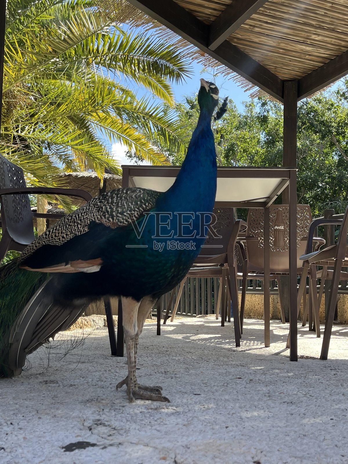 动物园里的动物照片摄影图片