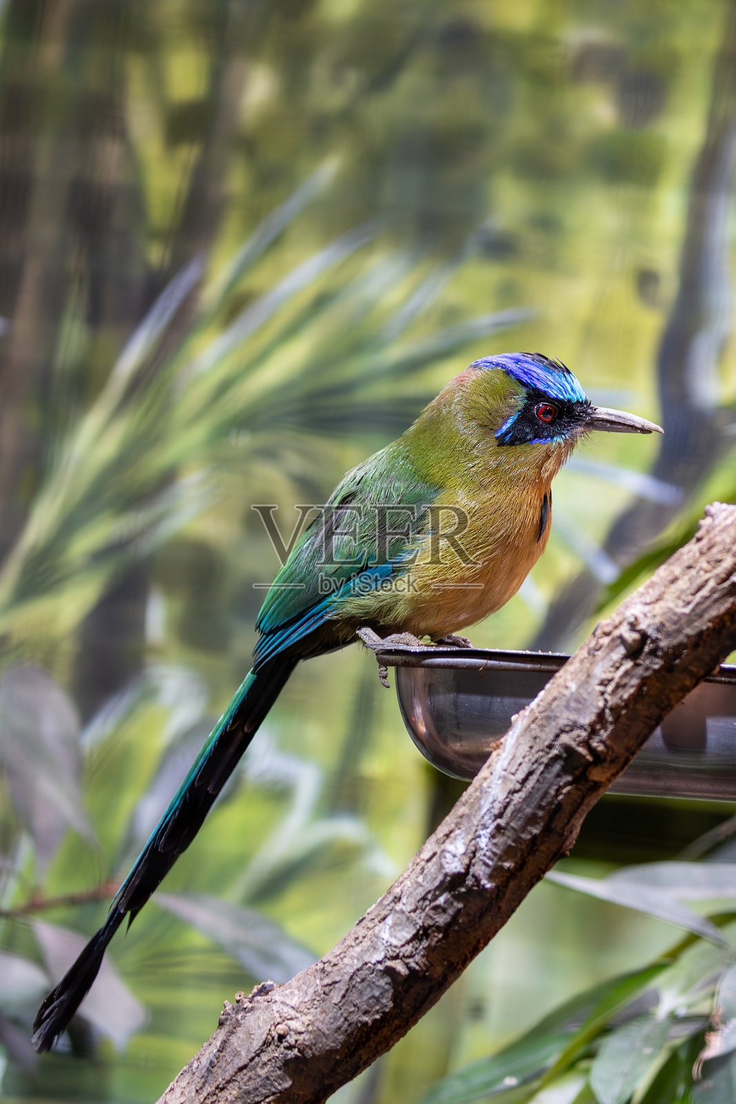 亚马逊翠鸟 (Momotus momota)，栖息于巴西湿润的低地森林中照片摄影图片