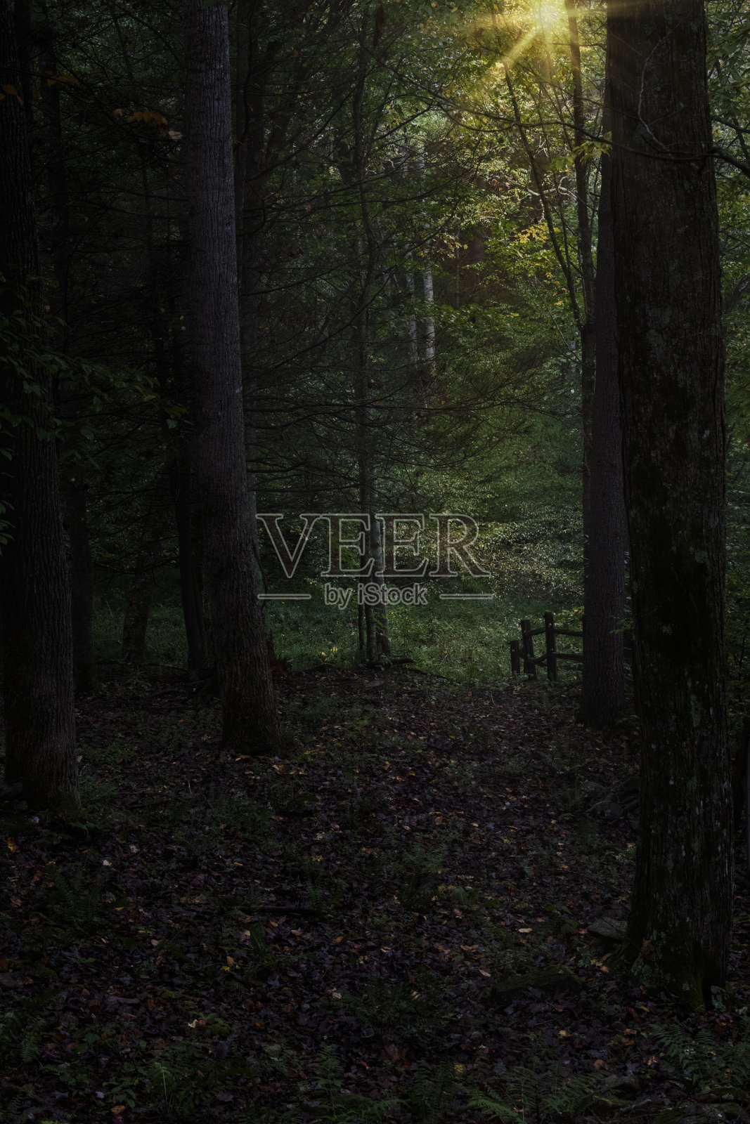 林间尽头的阳光照片摄影图片