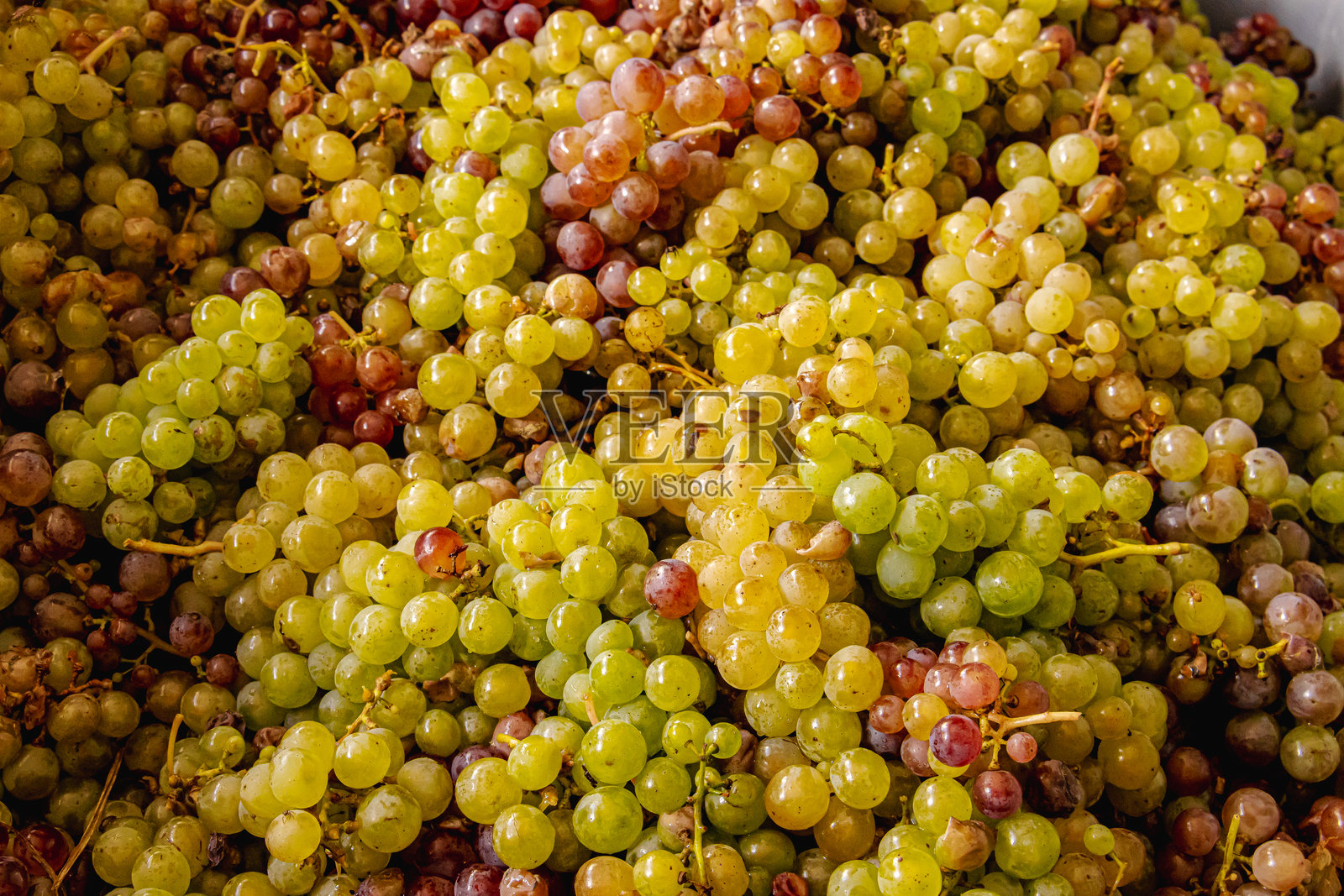 摩泽尔地区收获季，藤蔓上的白葡萄，展现传统、自然与酿酒工艺。照片摄影图片