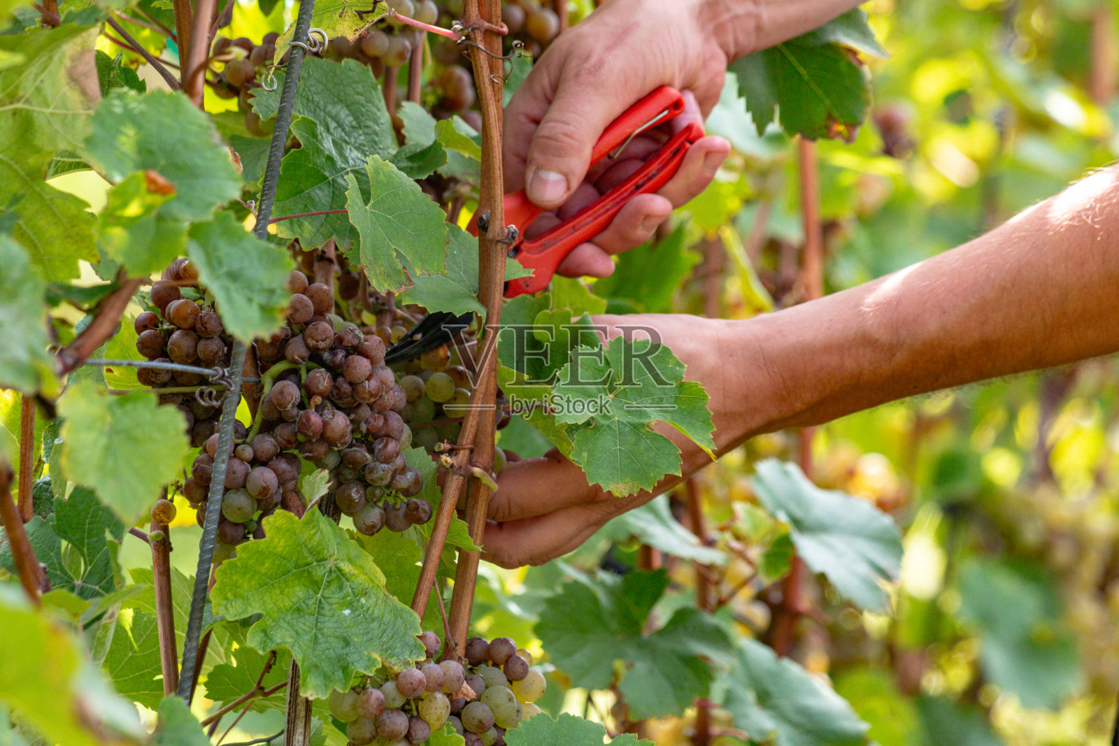 摩泽尔葡萄园里，人们采摘着红白葡萄，展现了传统与团队合作。照片摄影图片