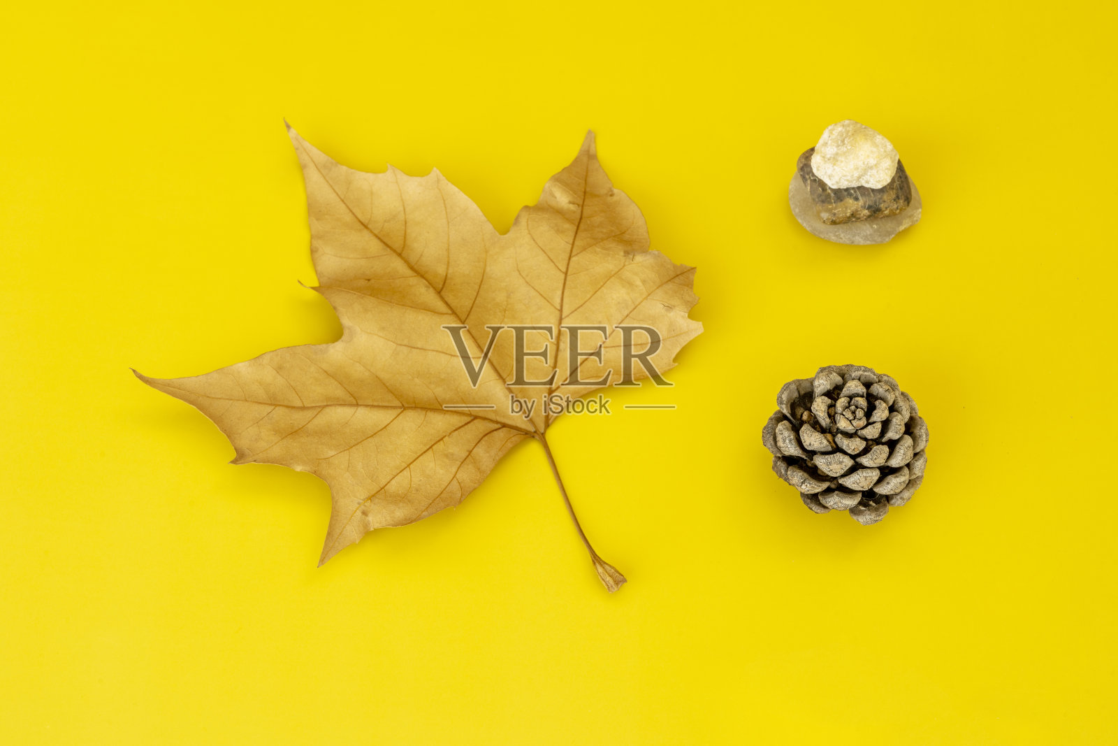 一张秋季主题的图片，画面中有一个干枯的叶子、一个小菠萝和一些石头，背景是纯粹的黄色。照片摄影图片