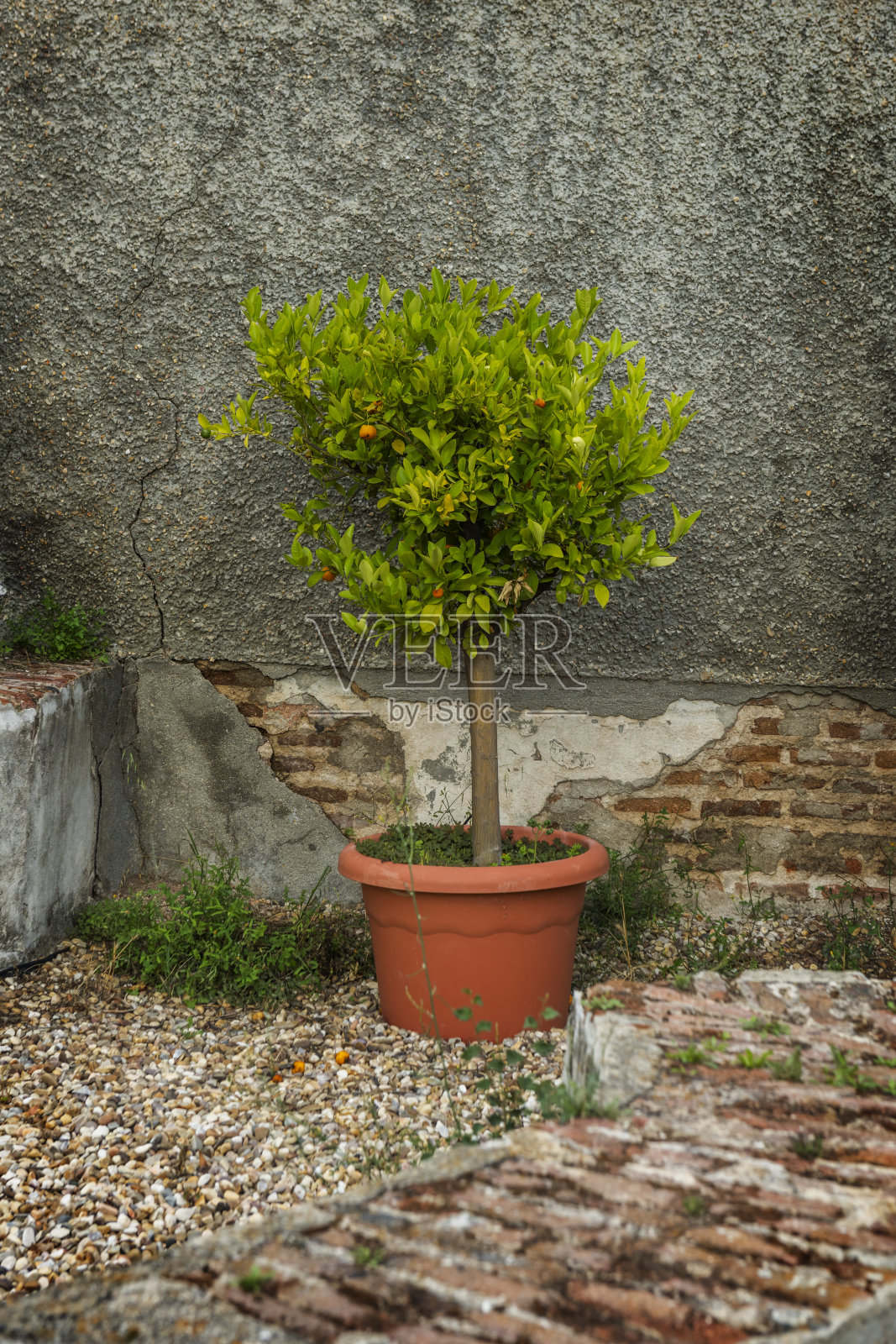 一个大盆栽里有一棵小树照片摄影图片