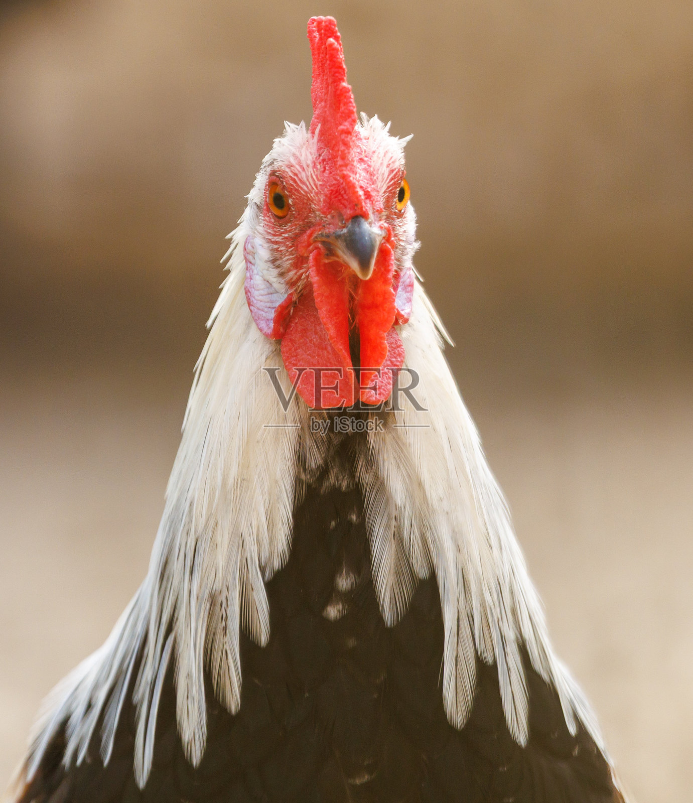 一只红嘴白羽的鸡照片摄影图片