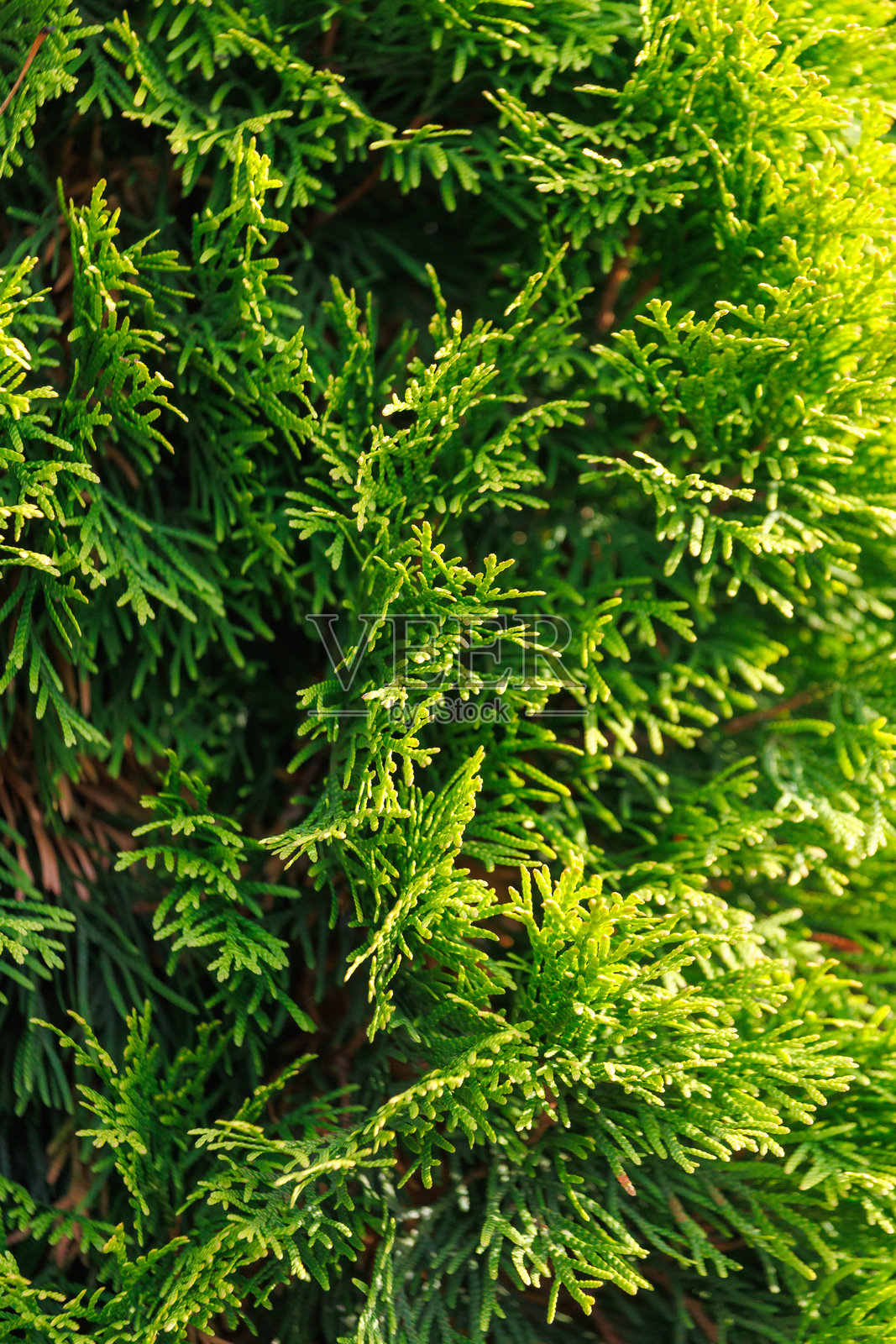 绿色的侧柏作为大自然的背景，具有纹理感。照片摄影图片