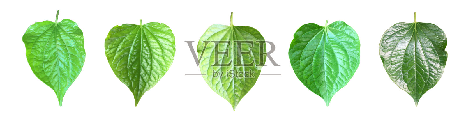 绿色的野生槟榔叶照片摄影图片