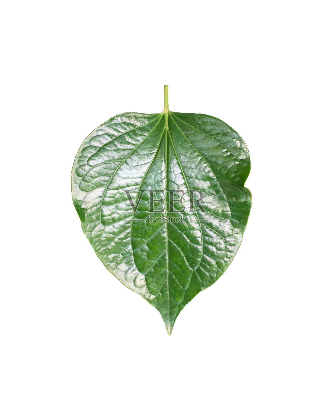 绿色的野生槟榔叶照片摄影图片