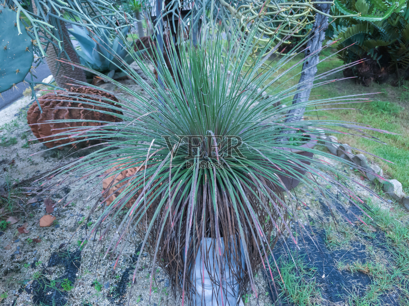 热带灌木特写。花园或公园里的龙舌兰植物。照片摄影图片