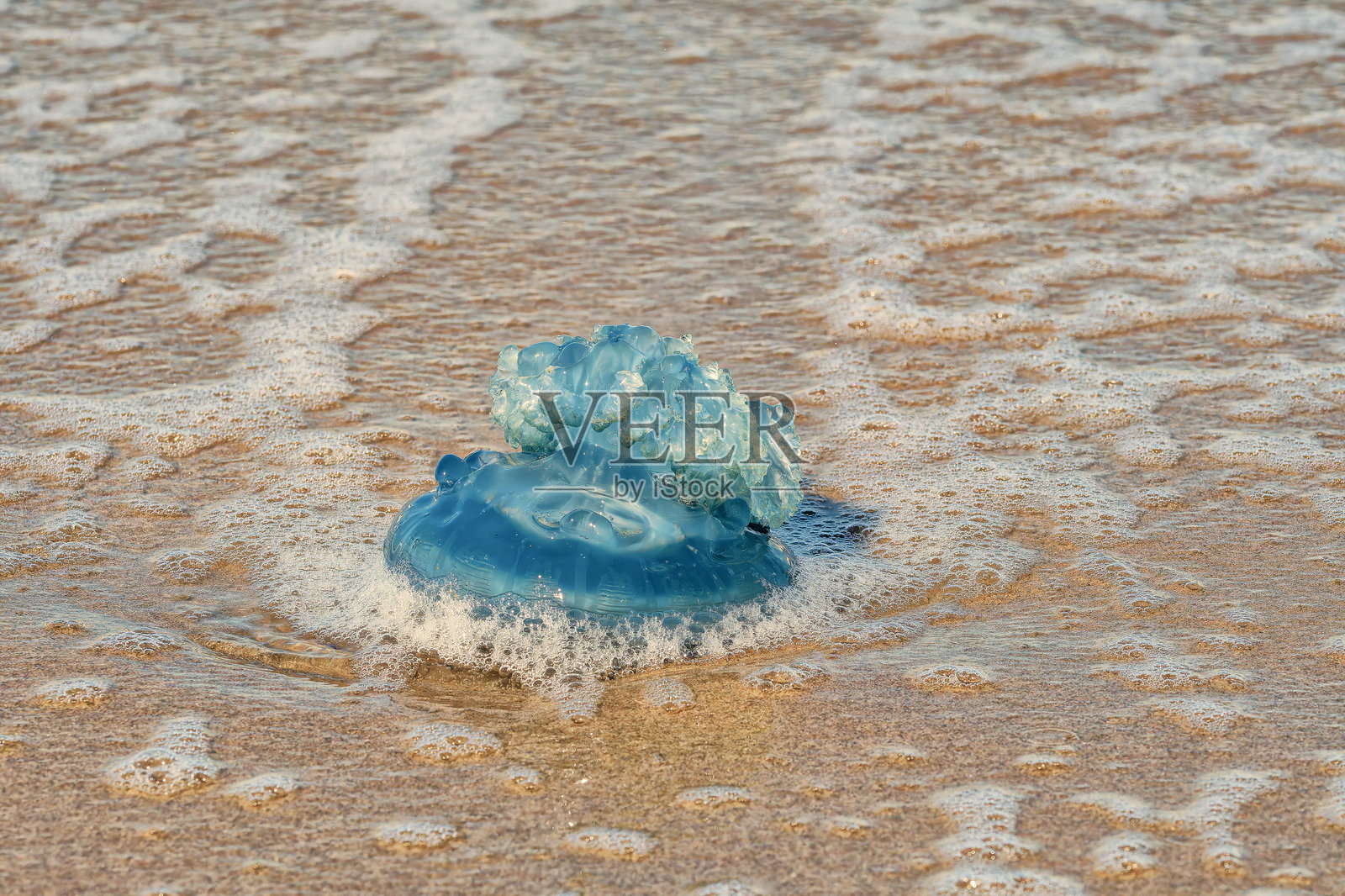 水边，水母被海泡沫的泡泡环绕照片摄影图片