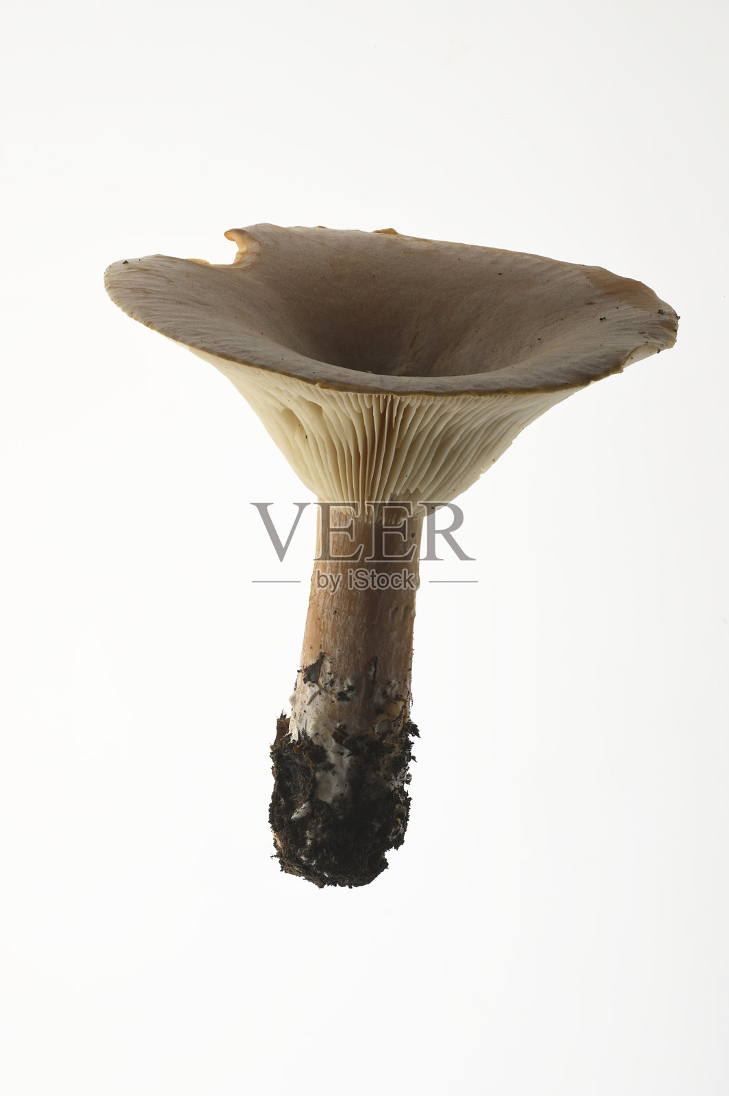 深棕色奶浆菌（Lactarius lignyotus）孤立在白色背景上照片摄影图片