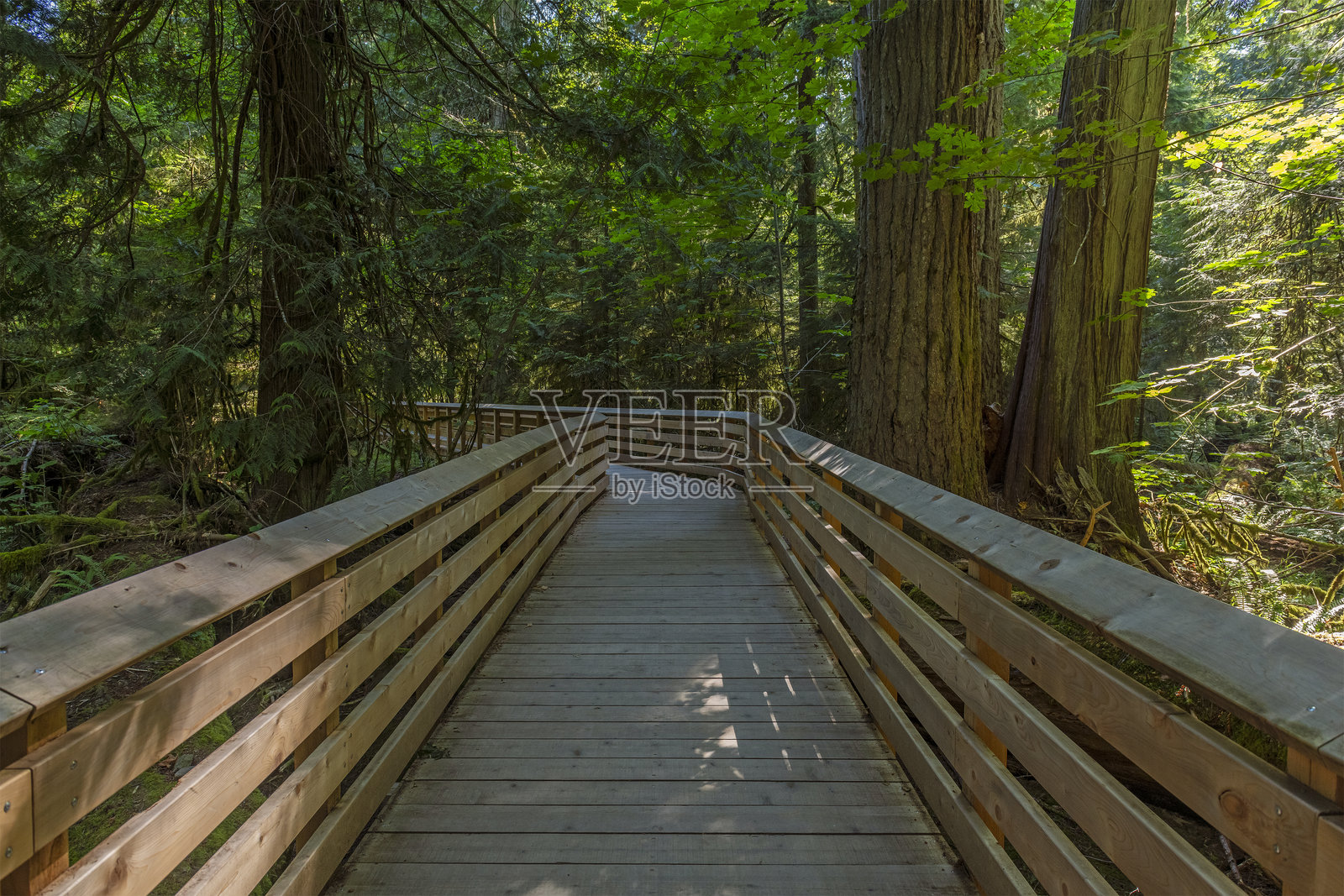 加拿大温哥华岛大教堂林中的木板步道照片摄影图片