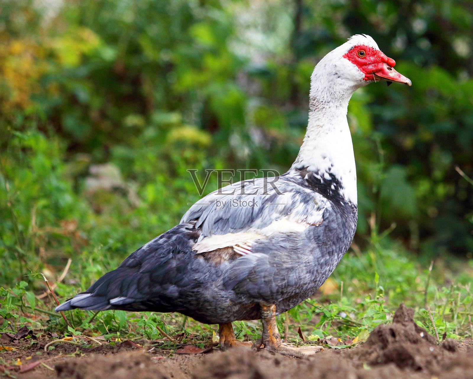 绿草中的一只老野鸭雄鸭照片摄影图片