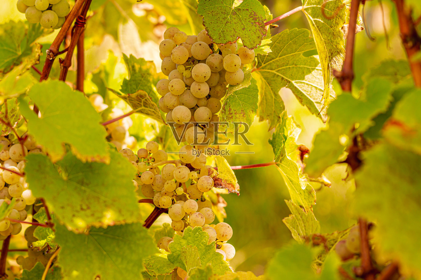 摩泽尔地区葡萄藤上的白葡萄，展示了传统、自然与葡萄酒酿造。照片摄影图片