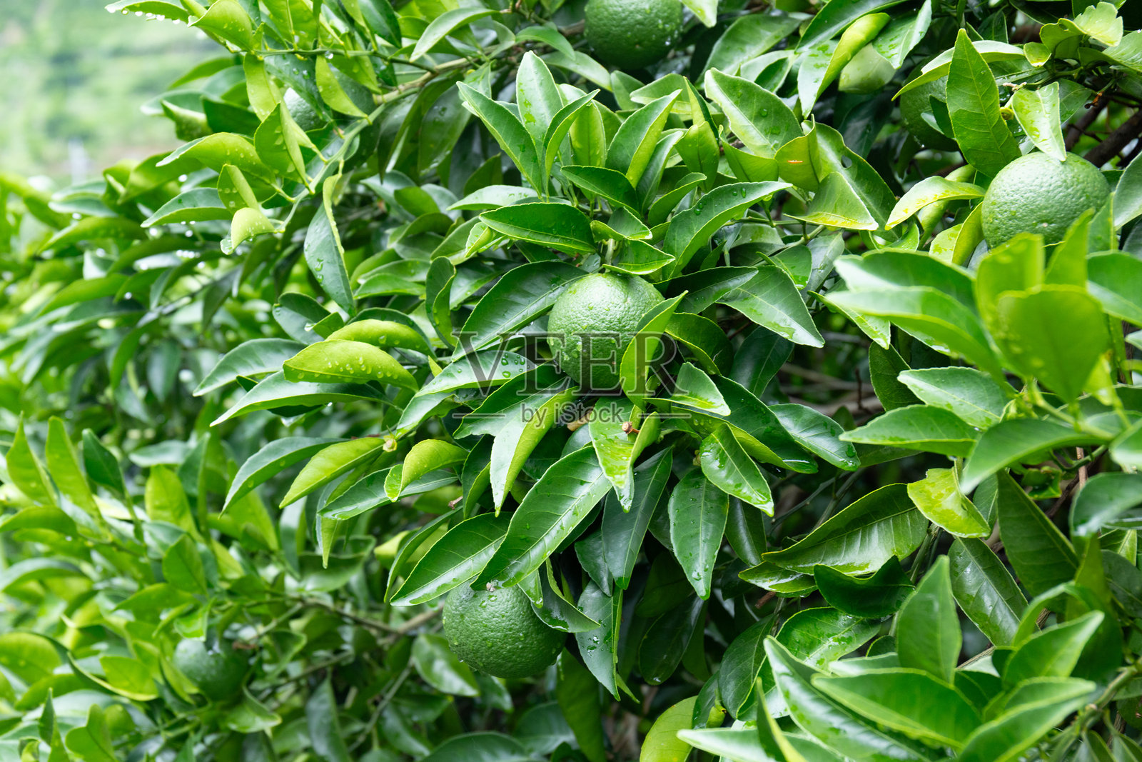 日本爱媛县自然农法种植的有机橘子照片摄影图片