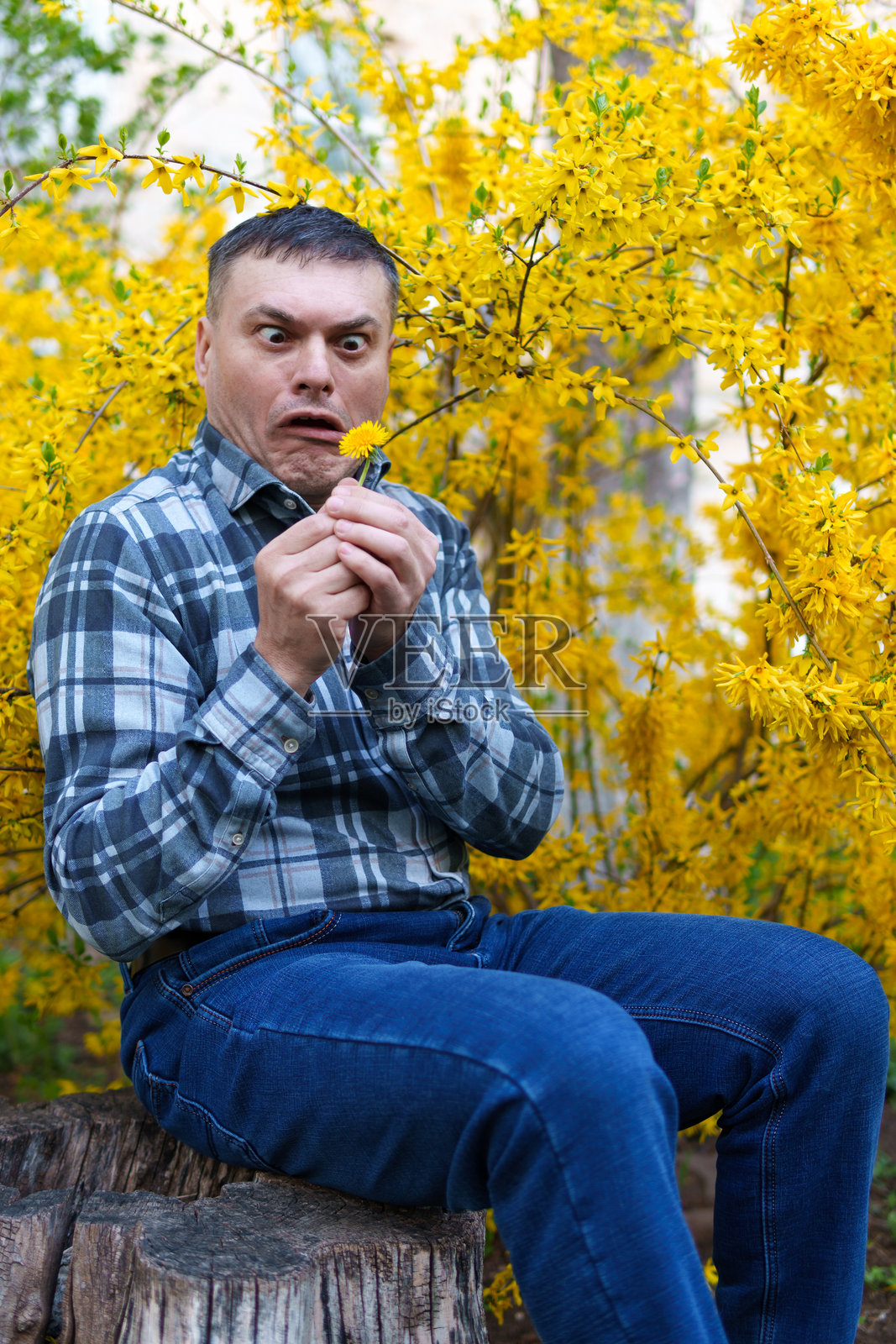 春天，背景是黄色的连翘花，盛开的自然花朵，一位男士的肖像照片摄影图片