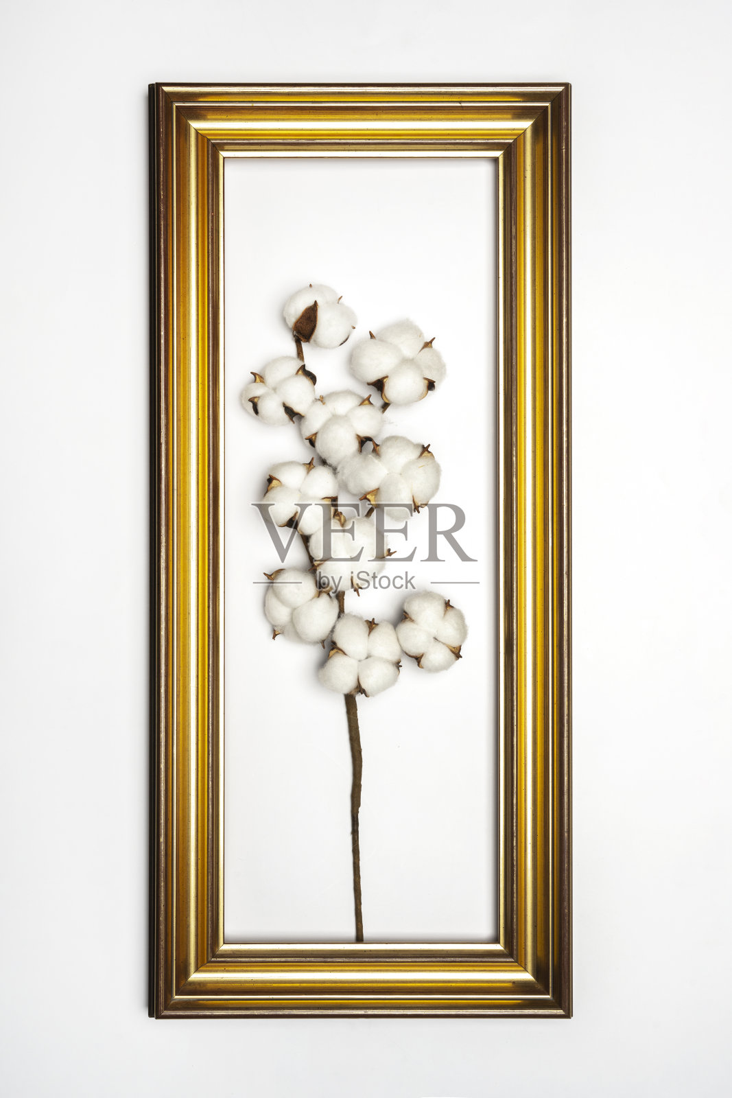一个带有白色花蕾的棉花枝，装裱在一个镀金木框中照片摄影图片