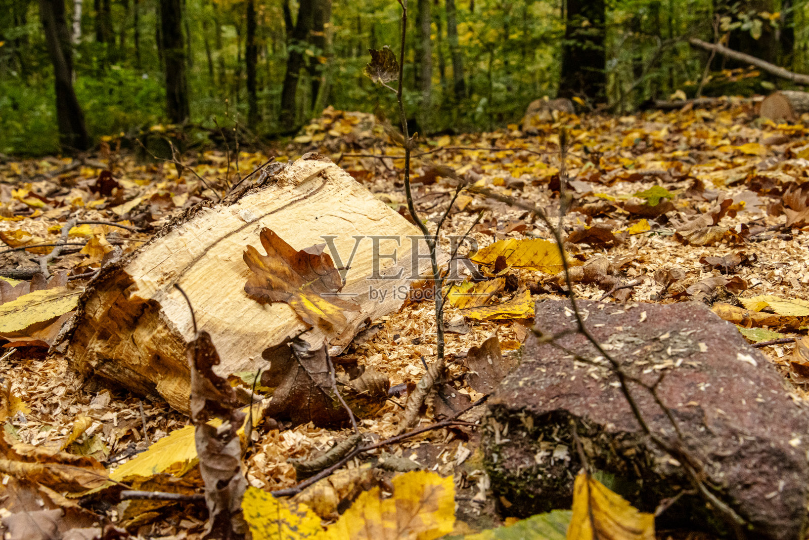 秋季森林中的木制狩猎瞭望台，周围是五颜六色的落叶，正值狩猎季前。照片摄影图片
