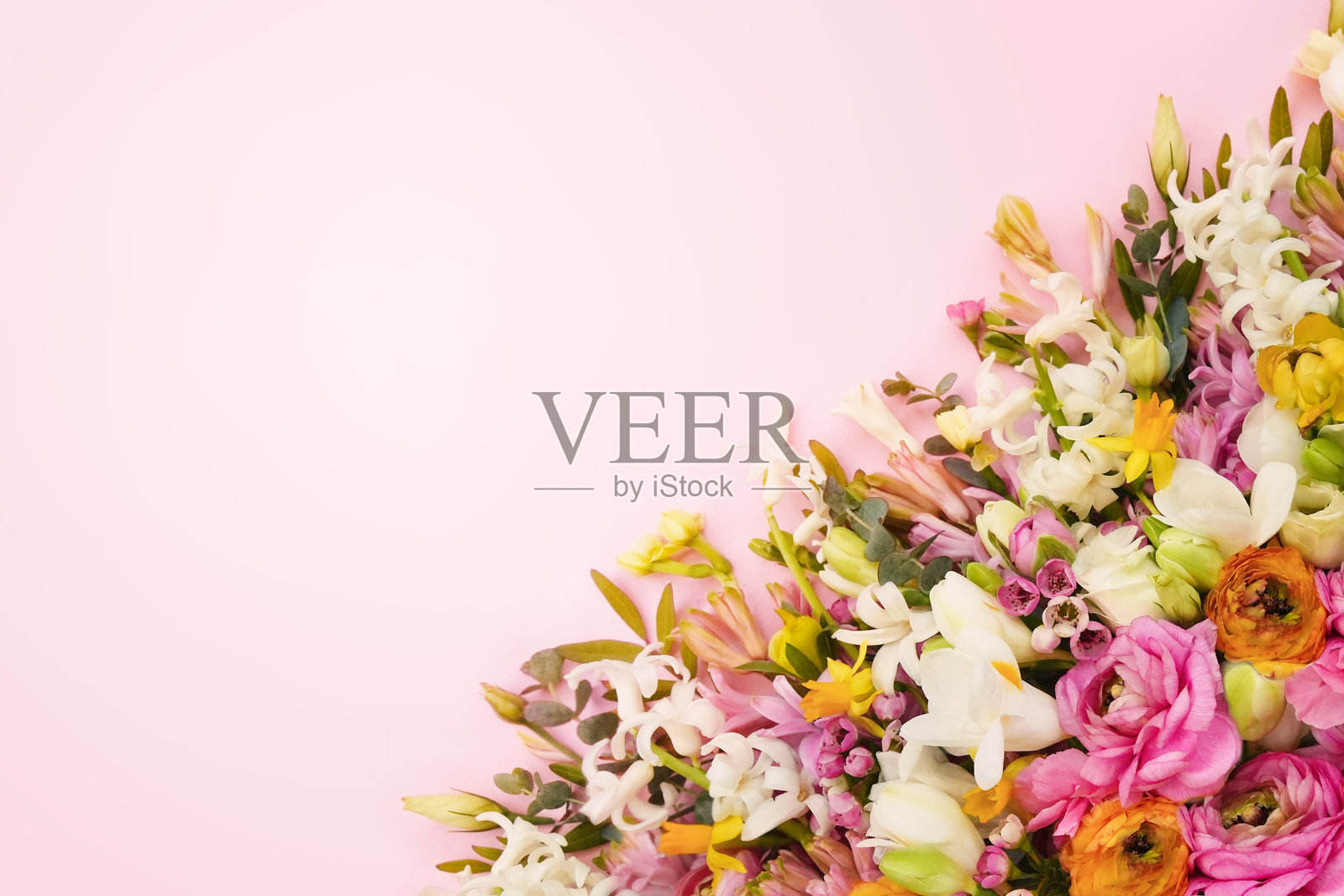 夏日盛开的精致毛茛花，背景是春日绽放的节日花卉照片摄影图片