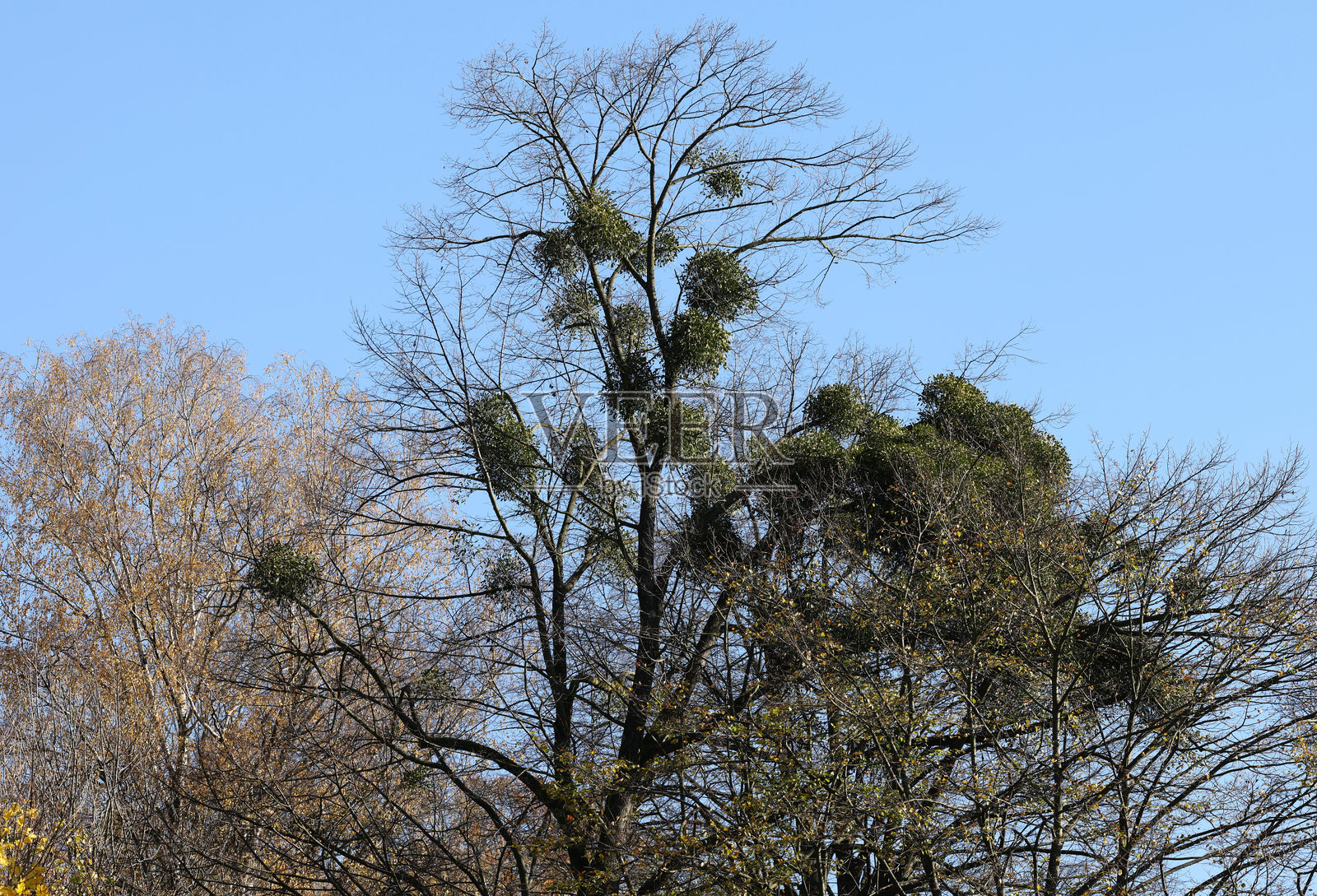 生长在树上的槲寄生球，圣诞假期的象征照片摄影图片